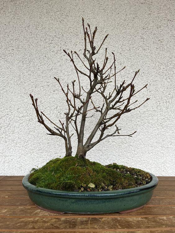 Grün Erle Bonsai Kaufen auf Ricardo