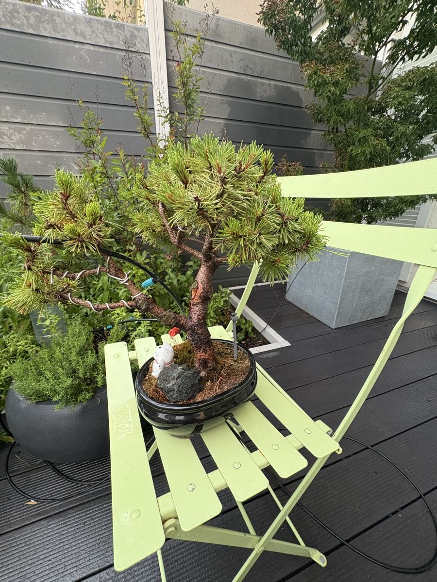 Plantes & graines: Bonsai in schwarzer Bonsaischale – D'occasion à Epalinges par ihl_f6xh 1