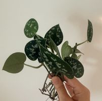 Scindapsus pictus cuttings