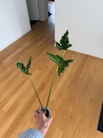 Alocasia Teletubbies sucht ein neues Zuhause
