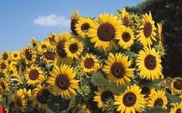 Tournesol wahoo (multifleurs) IMPRESSIONNANT 5g