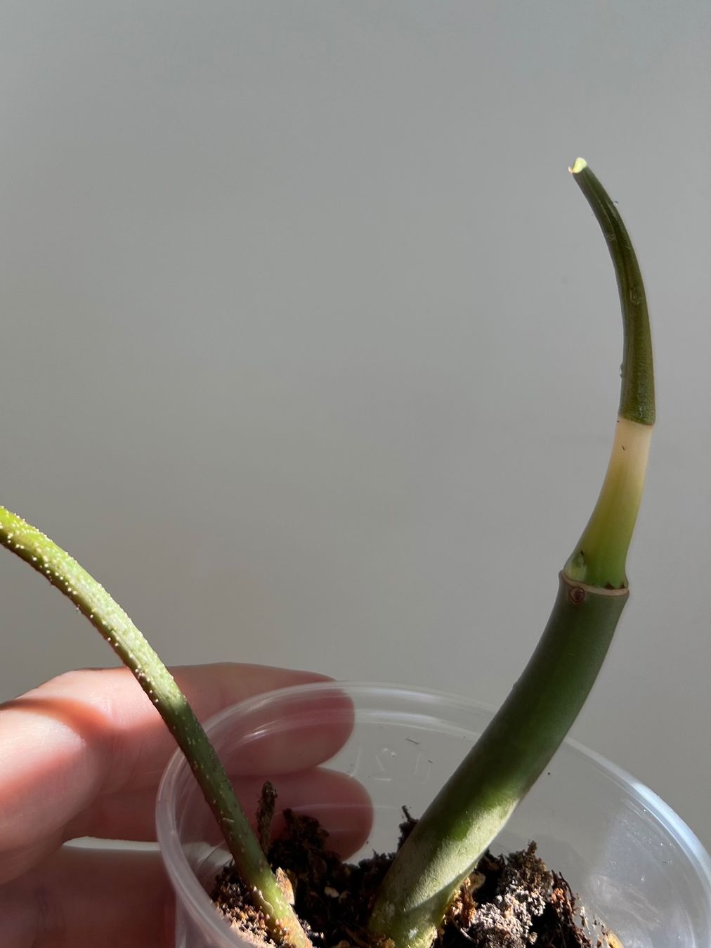 Piante & sementi: Philodendron Florida Ghost💚 – Usato da Glattpark(Opfikon) venduto da ste_n99y 1