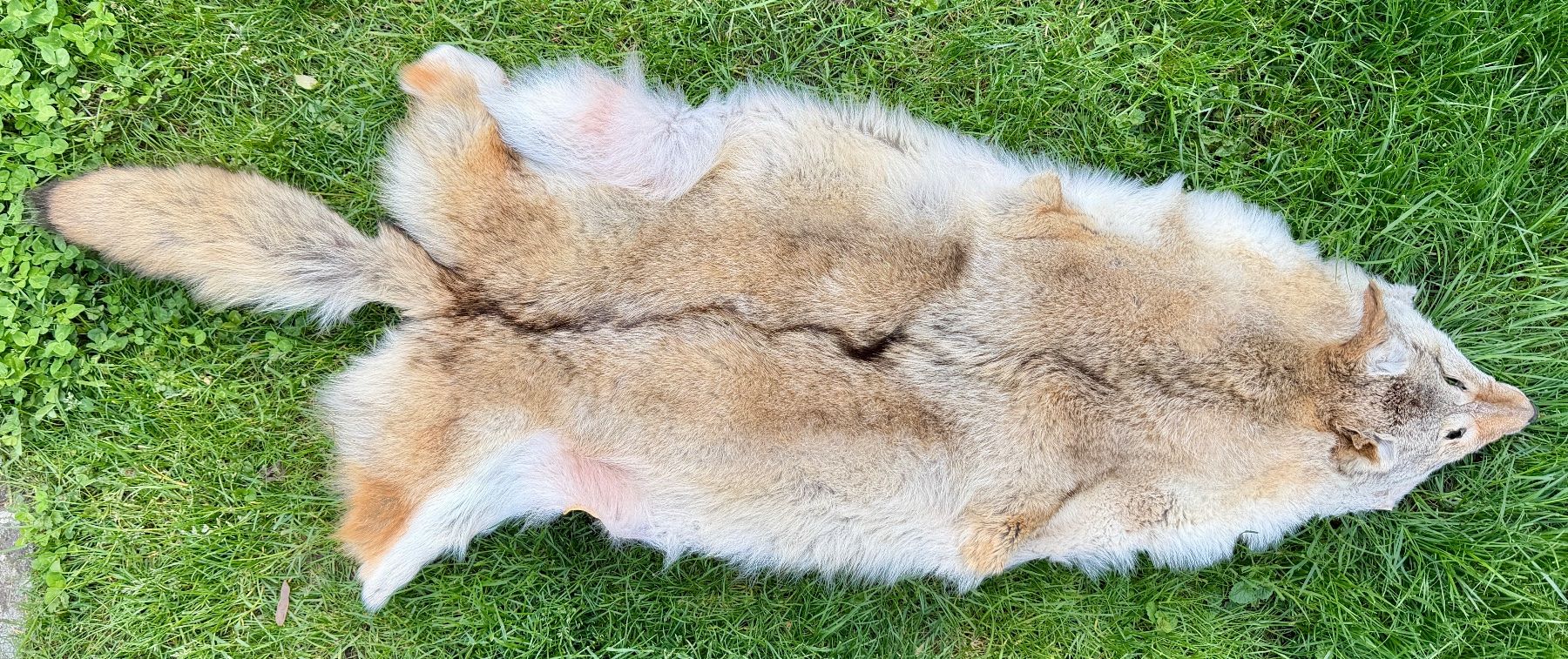 Il mondo degli animali: Echtes Wolfsfell Mongolei - 2007 Legal importiert – Nuovo (secondo la descrizione) da Thun venduto da Abalona3600