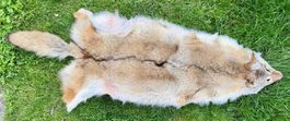 Echtes Wolfsfell Mongolei - 2007 Legal importiert