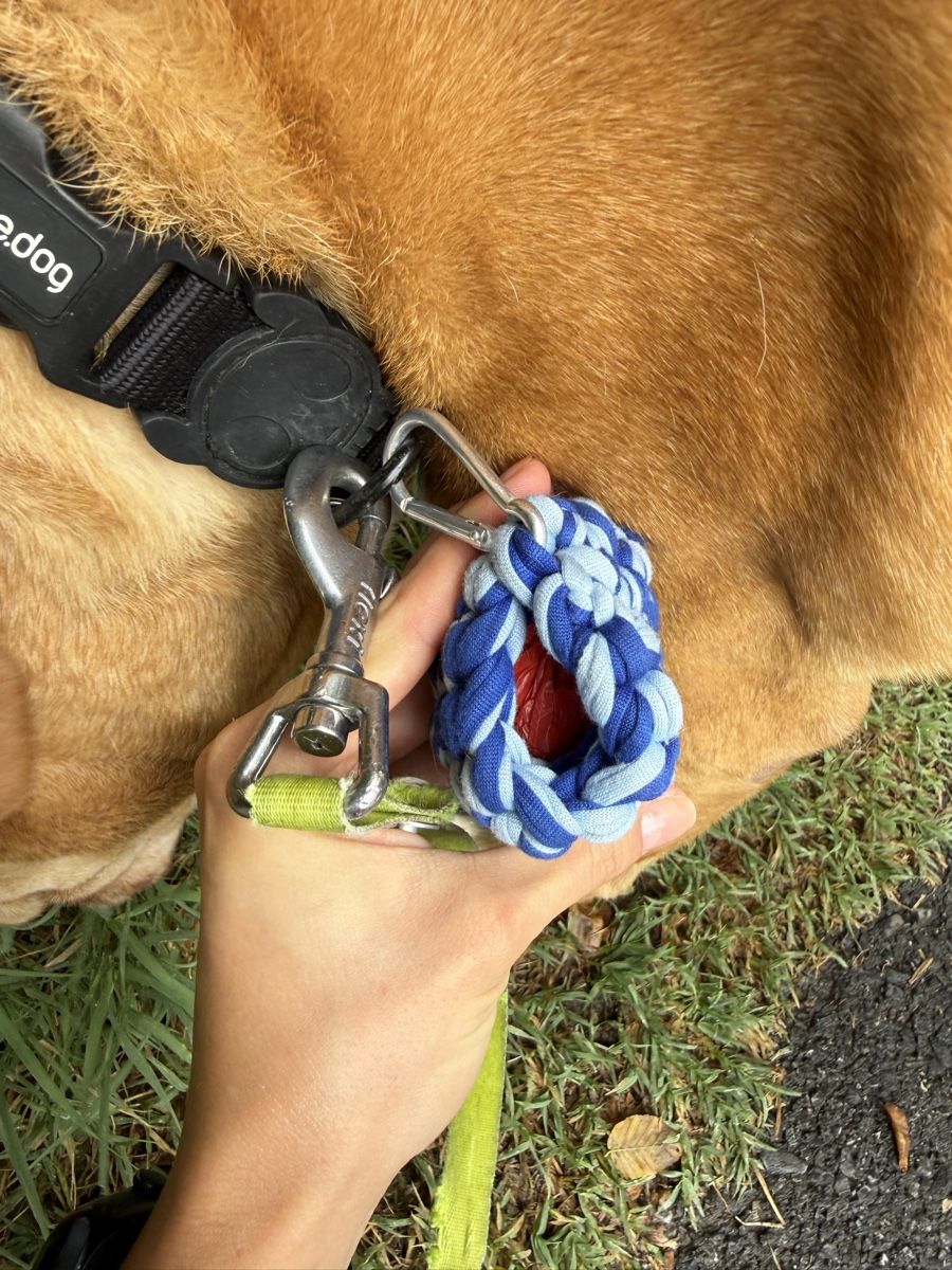 Borse: Pochette accessoire pour chien – Nuovo e nell'imballaggio originale da Genève venduto da van_yjj2 1