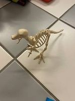 Playmobil Dinosaurierskelett