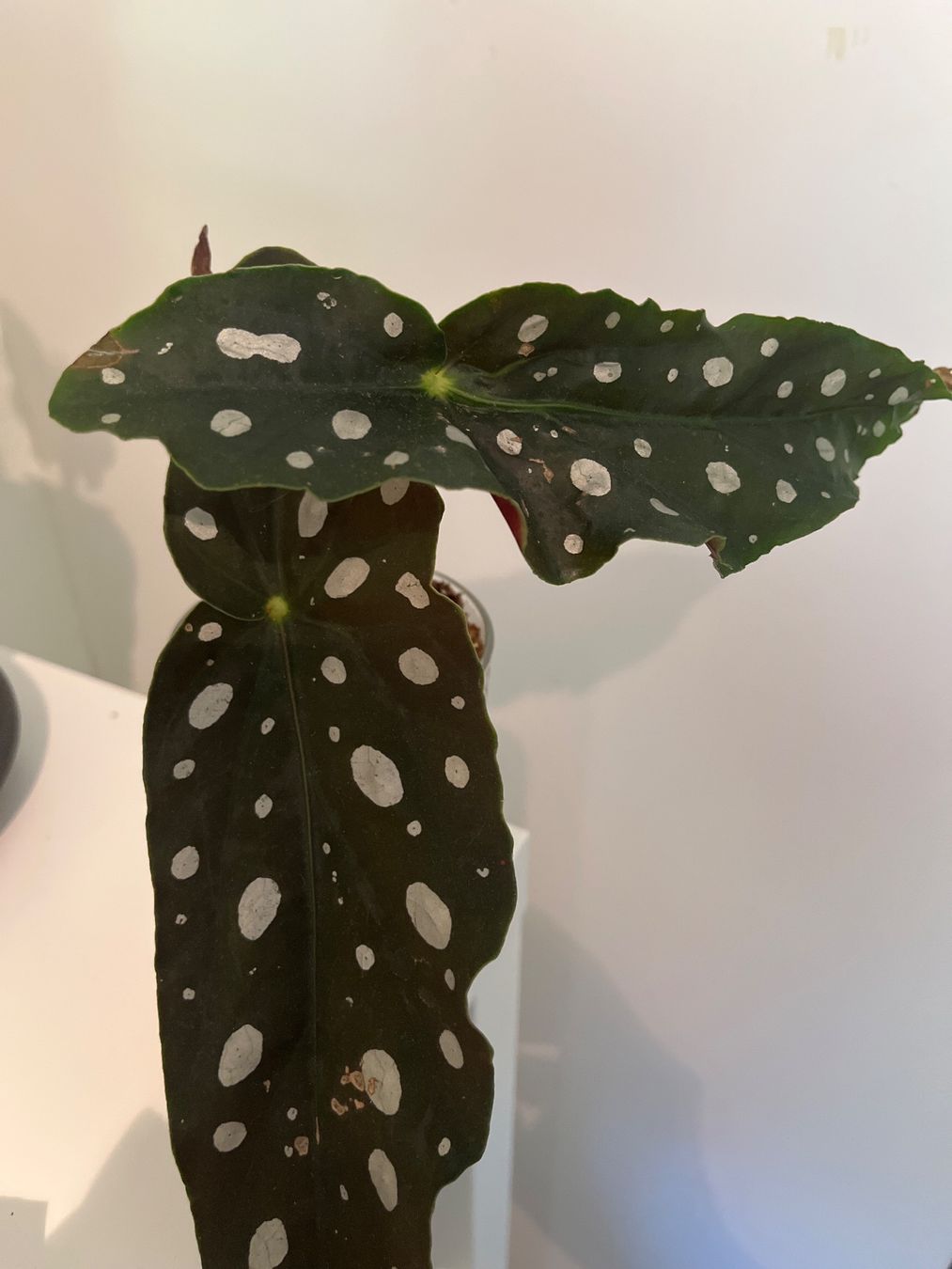 Pflanzen & Samen: Begonia maculata im Glas – Gebraucht aus geroldswil von Ahornblatt70 2