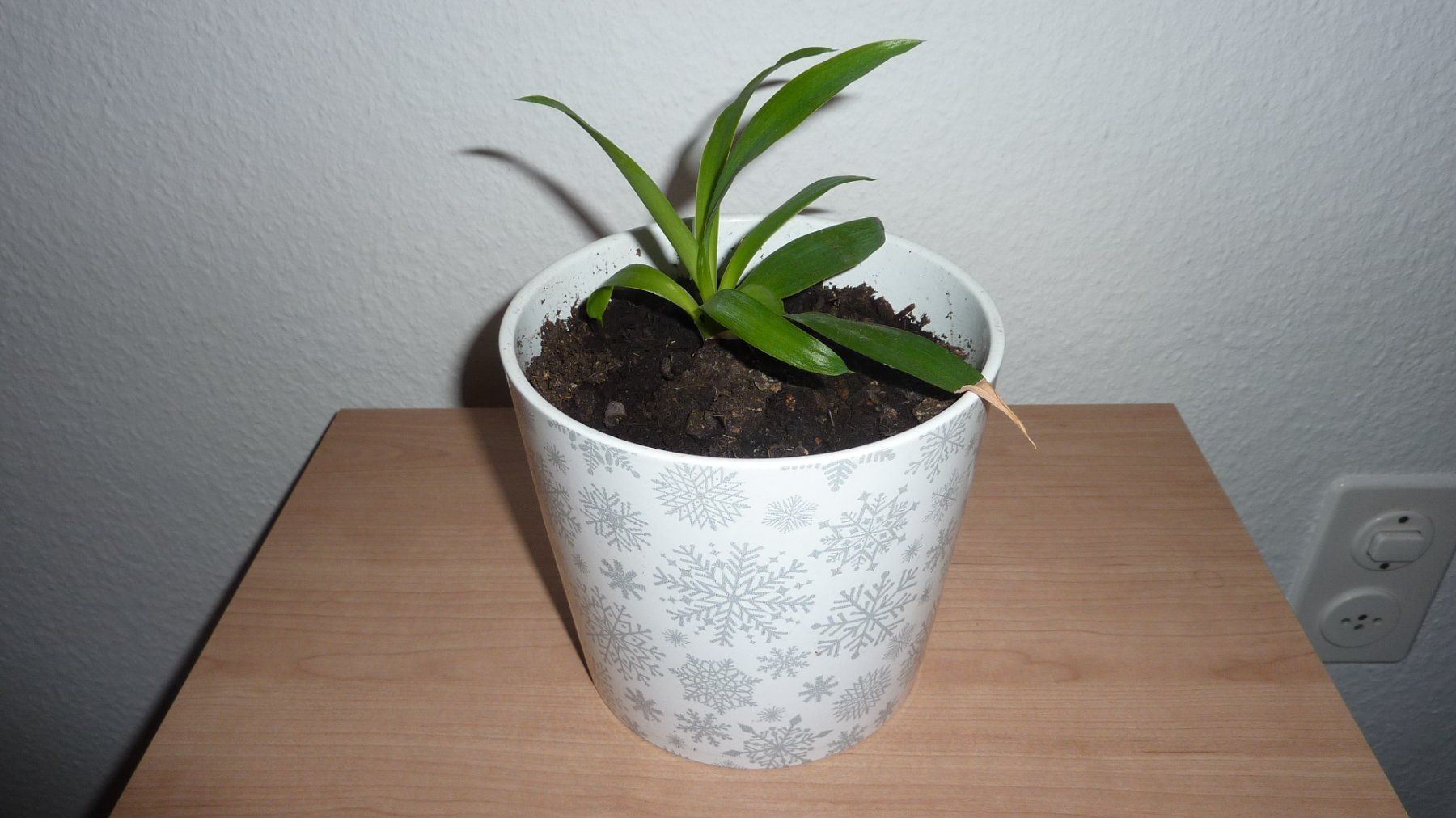 Piante & sementi: junge yucca  palme – Nuovo (secondo la descrizione) da Füllinsdorf venduto da pmarkus
