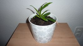 junge yucca  palme