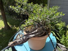 Olivenbonsai (Olea europaea) Höhe 30cm Tiefe 40cm