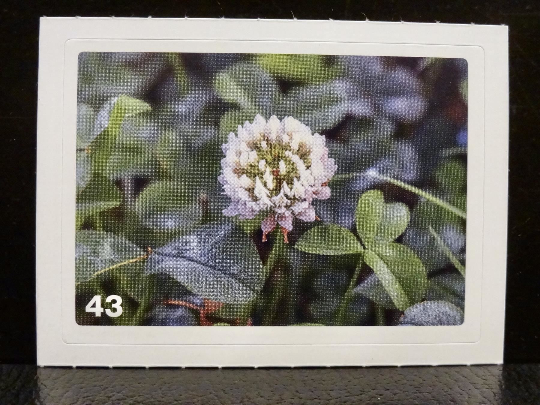 Migros Sammelbilder & Trading cards: MIGROS MANIA Nature Detectives Nr. 43 – Neu und originalverpackt aus Kerzers von zimmergruen
