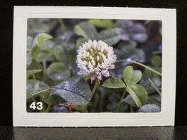 MIGROS MANIA Nature Detectives Nr. 43