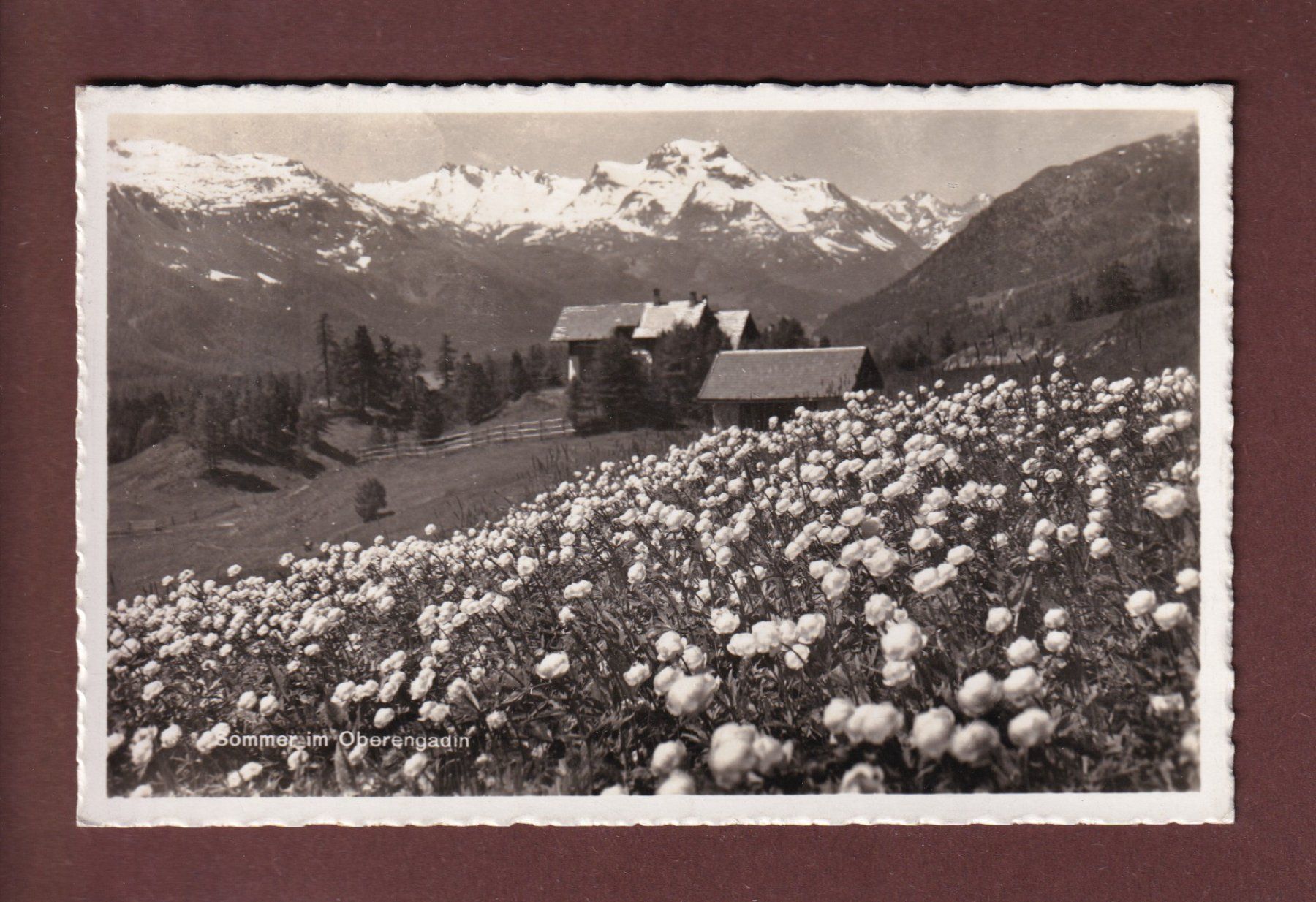 Ansichtskarten: Sommer im OBERENGADIN - 1939 – Gebraucht aus Pully von nicecards
