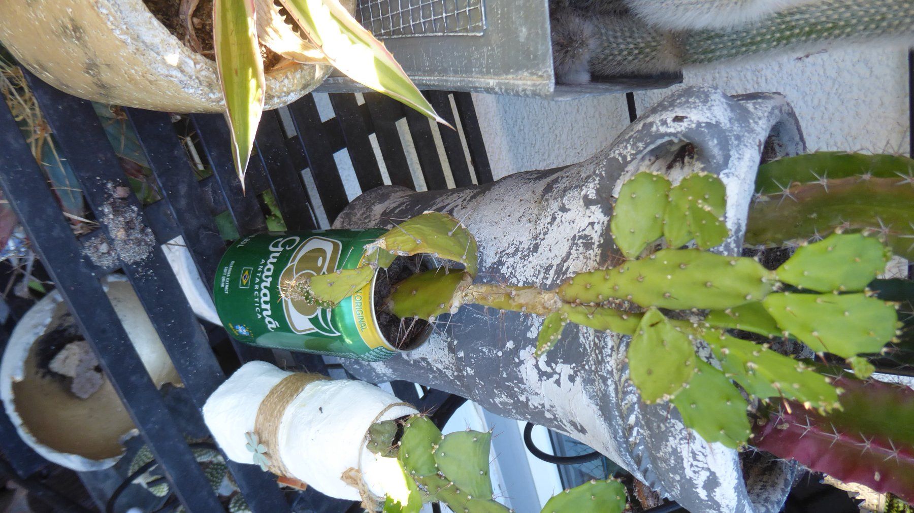 Piante & sementi: herziger kleiner Kaktus – Usato da Sargans venduto da Benziner 1