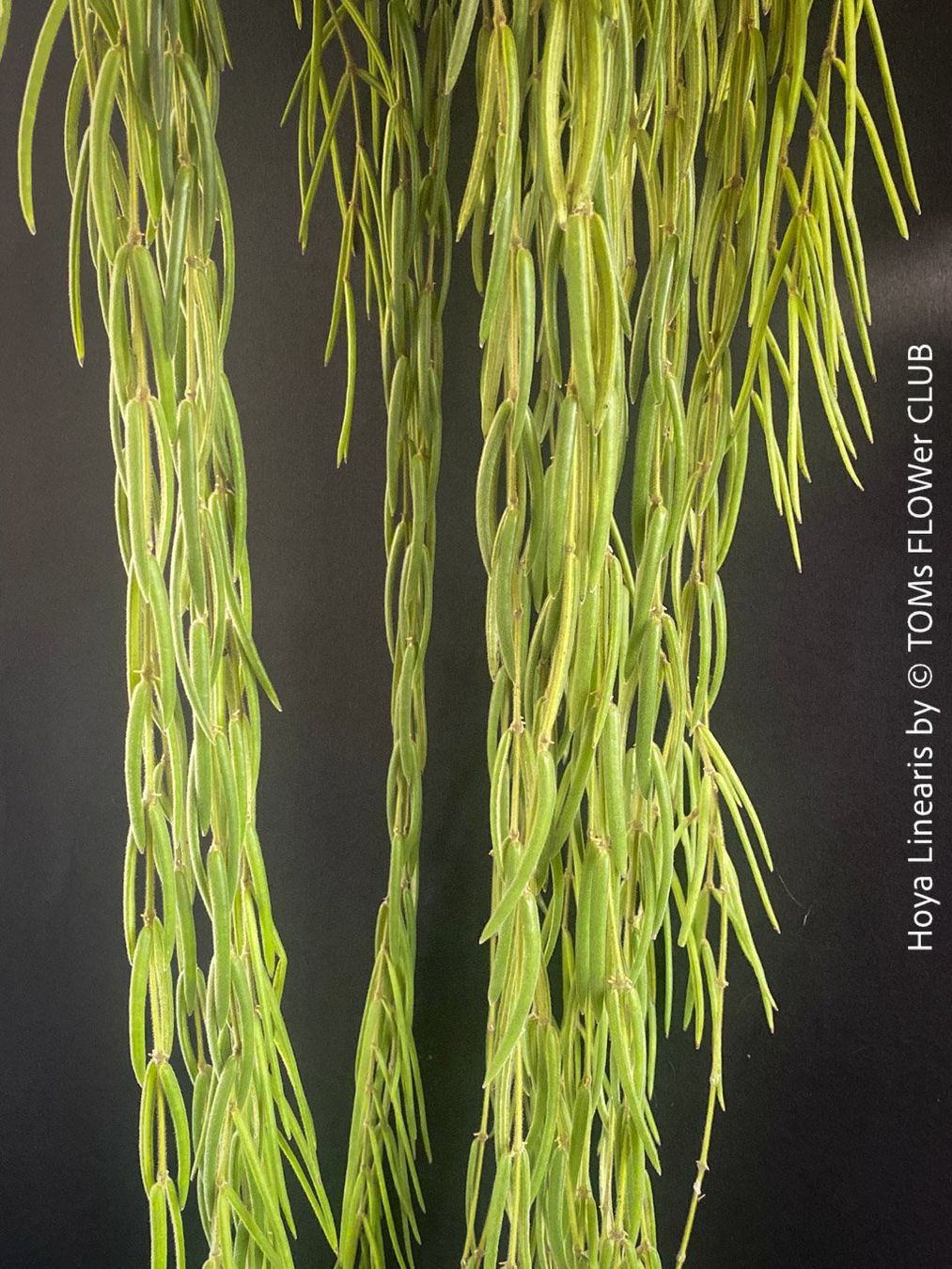 Piante & sementi: Hoya Linearis - leicht und sehr elegant – Nuovo e nell'imballaggio originale da Adliswil venduto da TAKEYOURPLANT 6