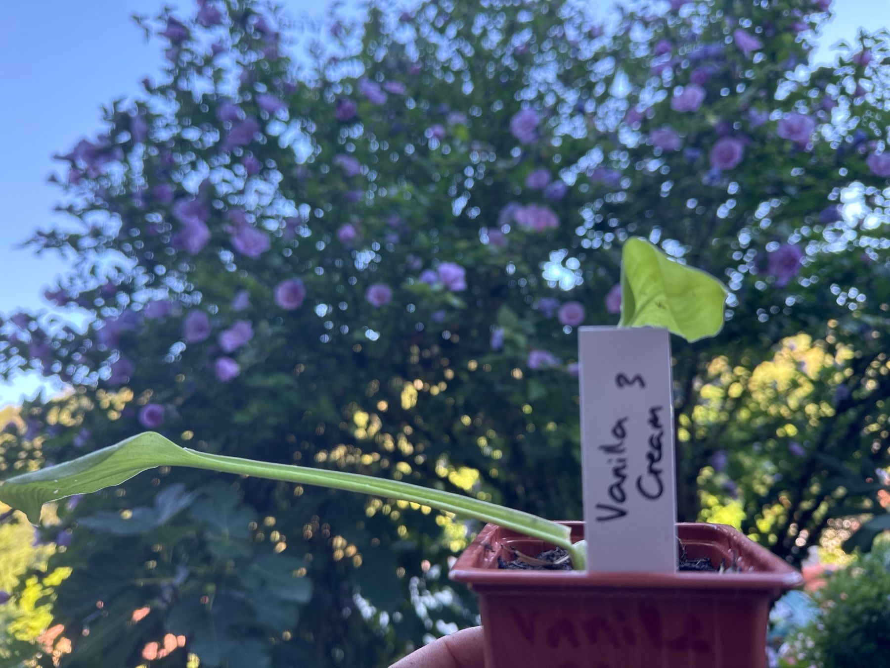 Plantes & graines: Hosta vanilla cream 3 – D'occasion à Lajoux JU par Briard0