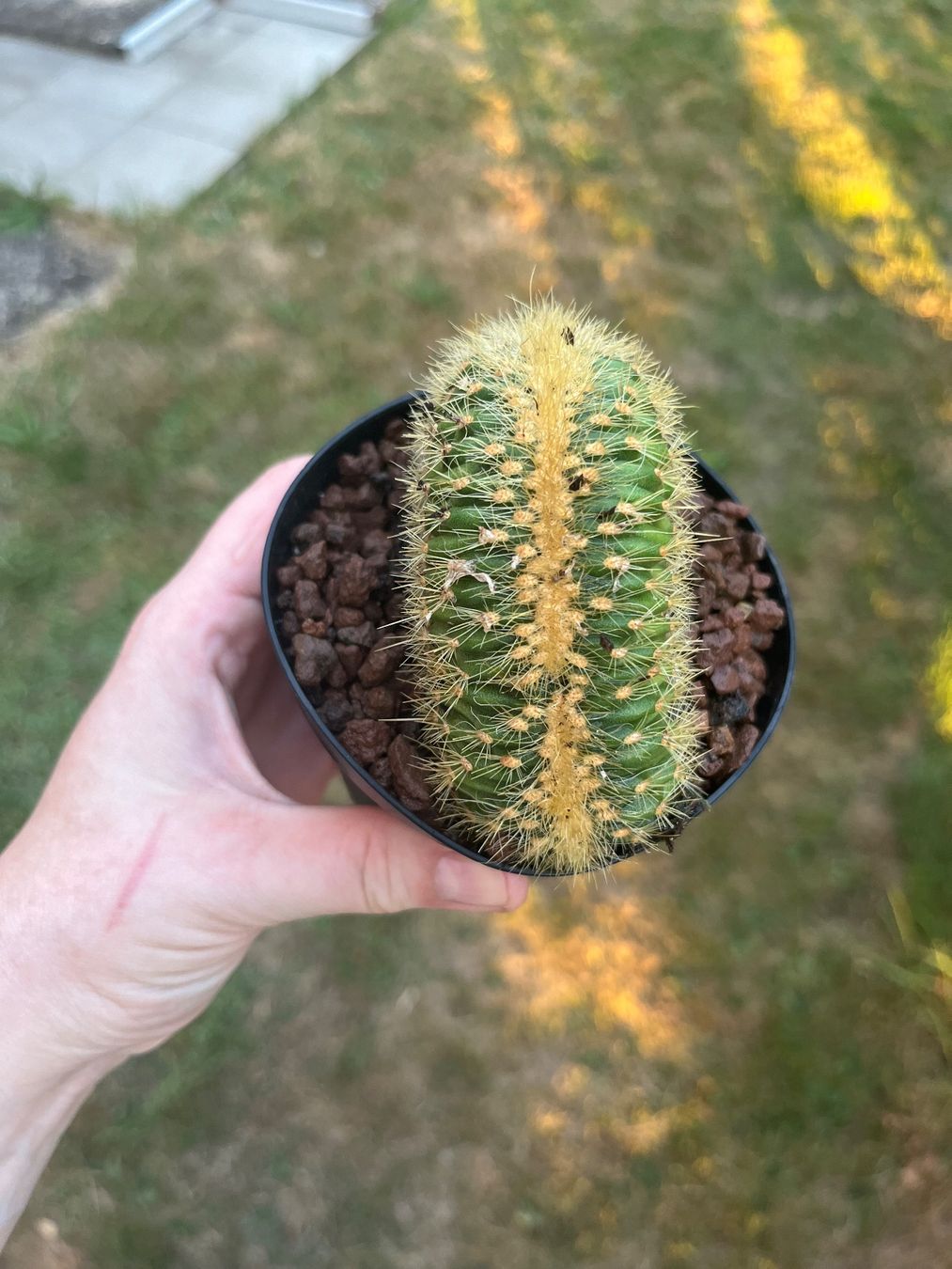 Plantes & graines: Cactus – D'occasion à Porrentruy par Madamebovary