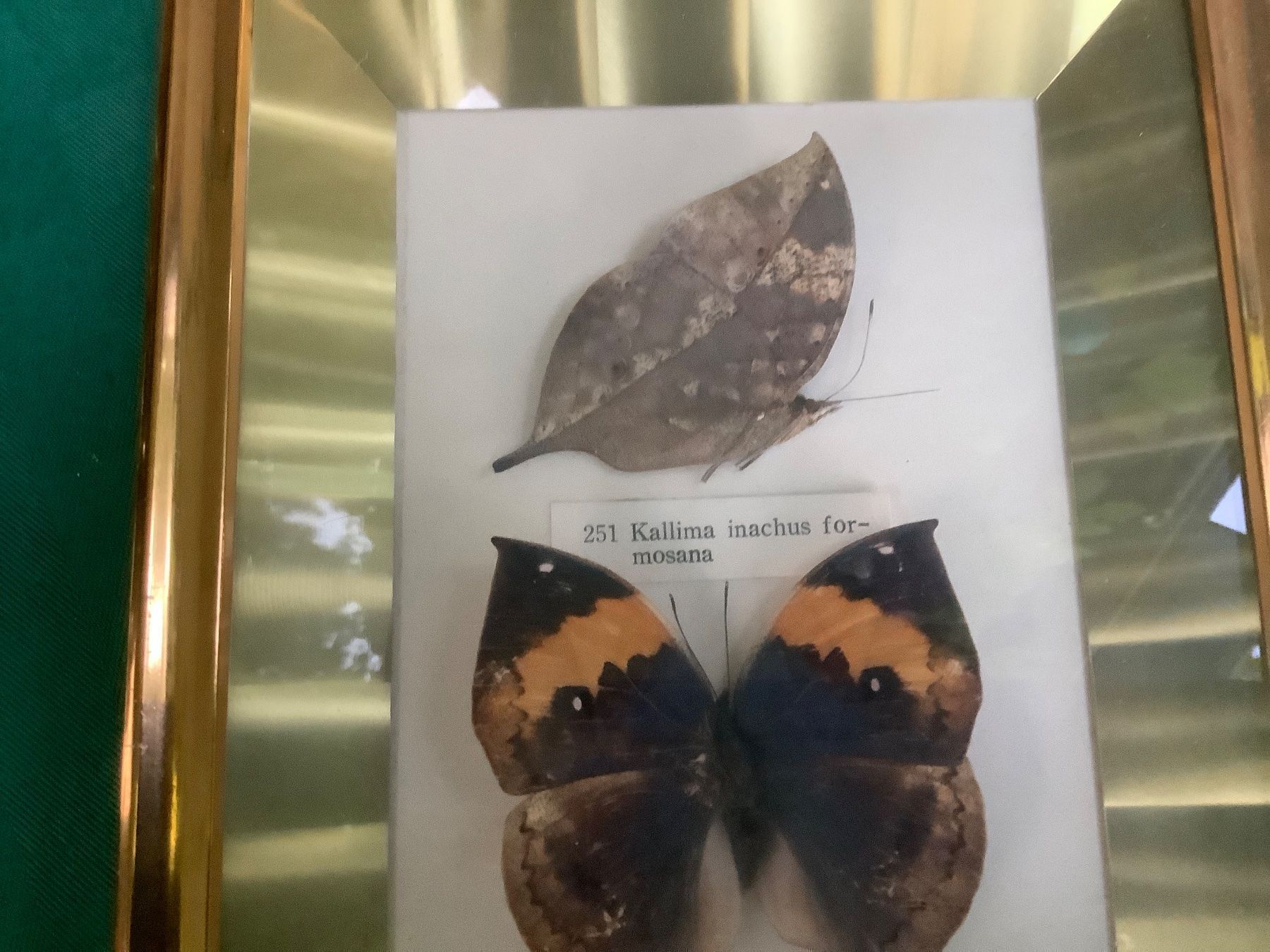 Foto & Immagini: CHIN.BILD MIT ECHTEN SCHMETTERLINGEN – Usato da Adlikon b.Regensdorf venduto da Crystaldragon09 2