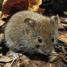 Profile image of Wuehlmaus2