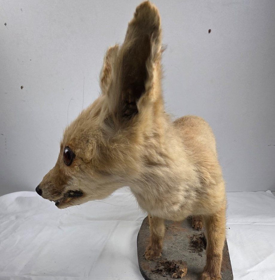 Il mondo degli animali: Junger präparierter Fuchs auf Sockel – Usato da Flums venduto da Flumsantik 2