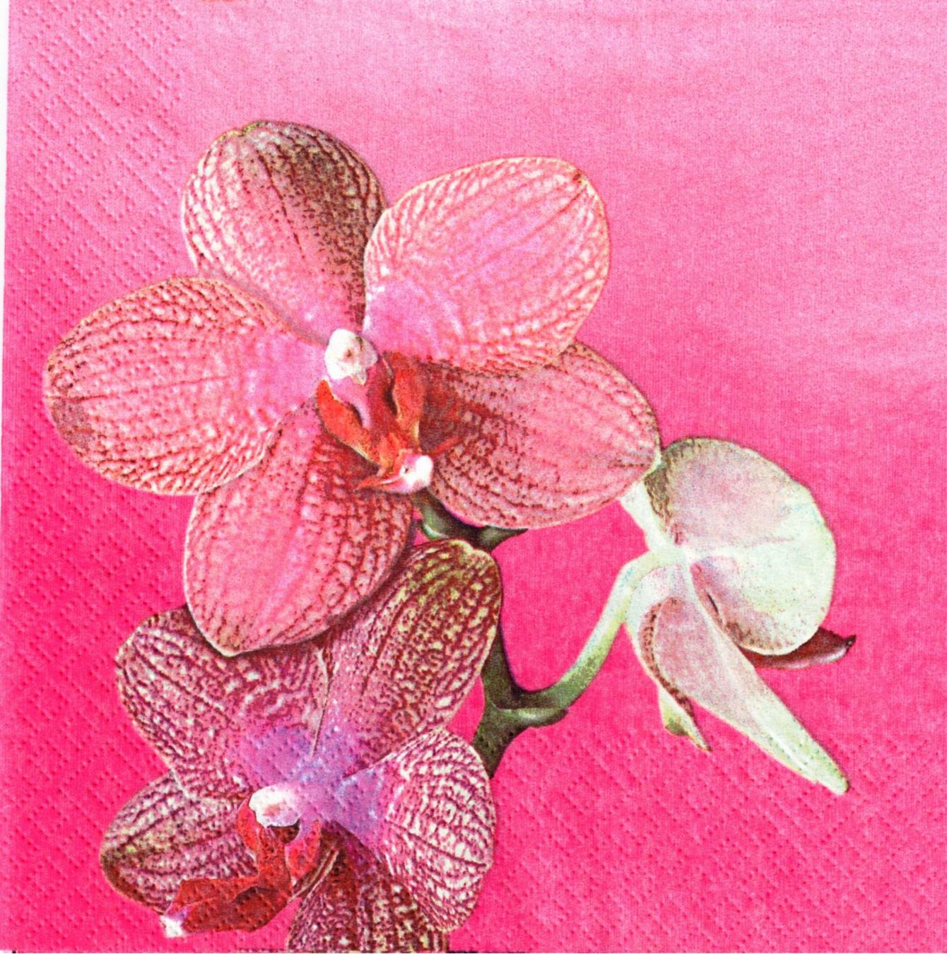 Serviettes: 2 Servietten   Orchideen  pink – Neuf (Voir description) à Basel par Happybaer