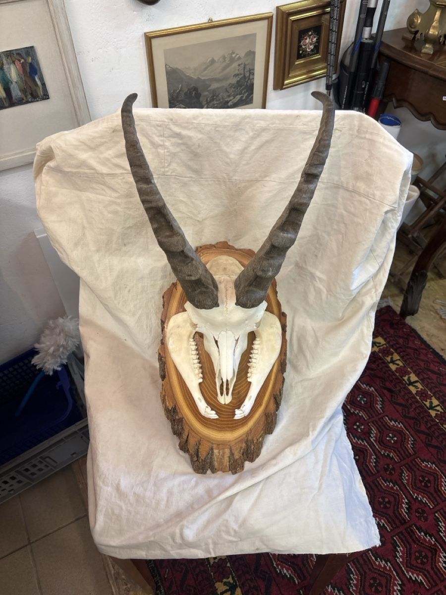 Altre raccolte & rarità: Schöner junger Steinbock aus Graubünden – Usato da Chur venduto da Diversico2010
