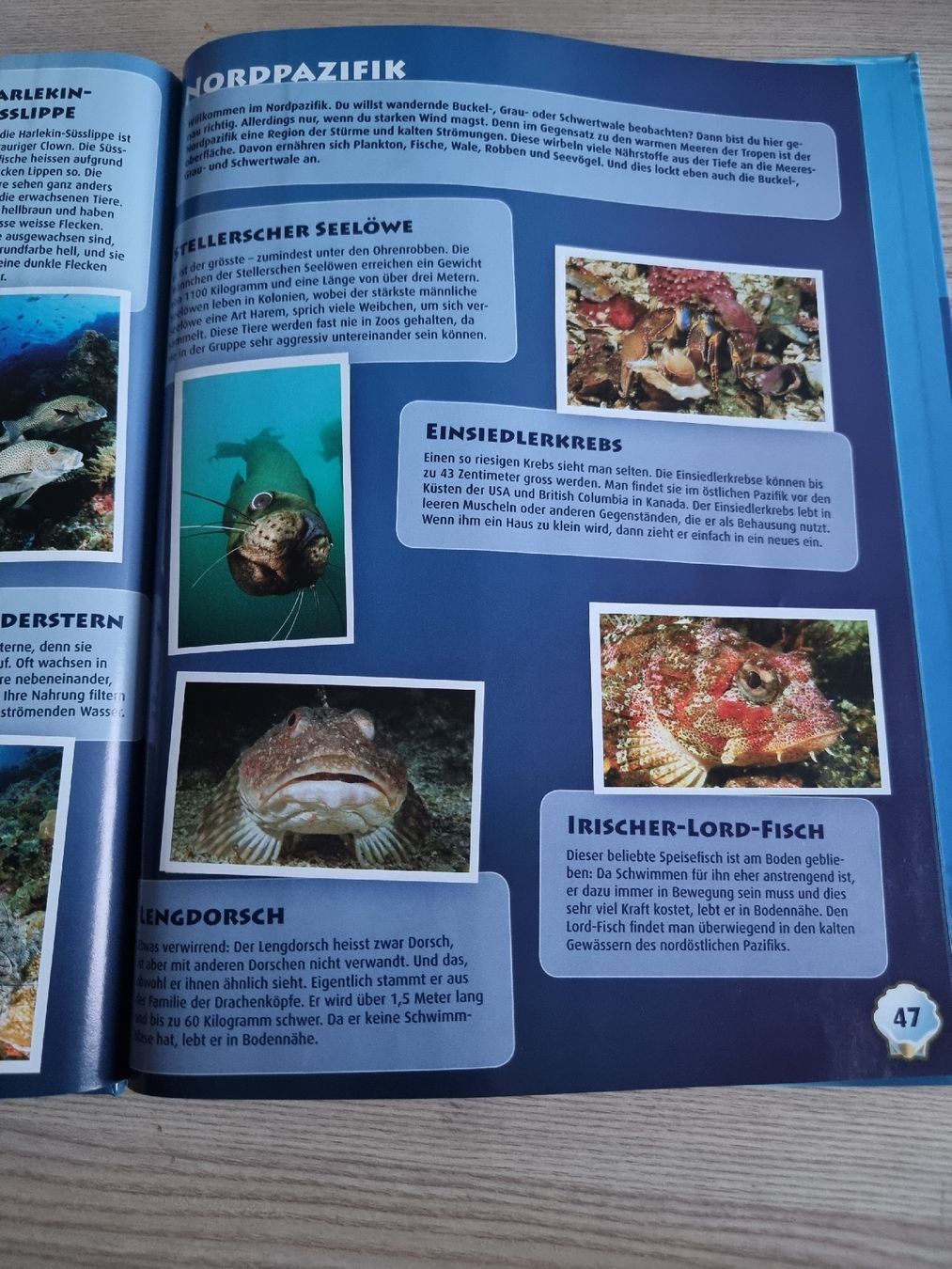 Migros Album: Lillibiggs Ocean Mania Stickeralbum – Usato da Luzern venduto da Luzern_Energy 5
