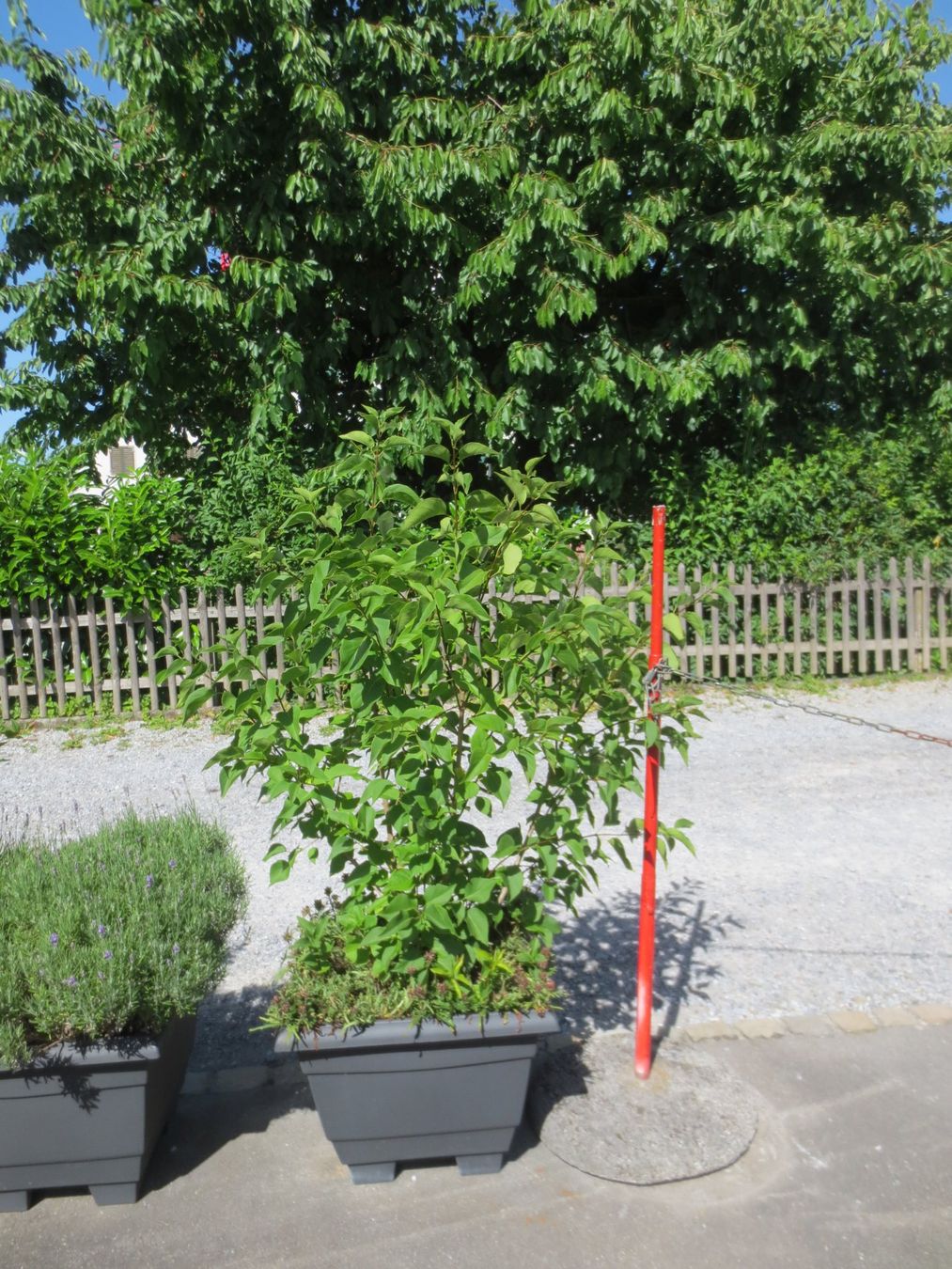 Piante & sementi: Gartenfliederr violett, ohne Topf – Usato da Horgen venduto da hkek01 3