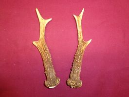 Reh, Geweihe, Trophäe, Horn, Dekoration, Jagd Abwurfstangen