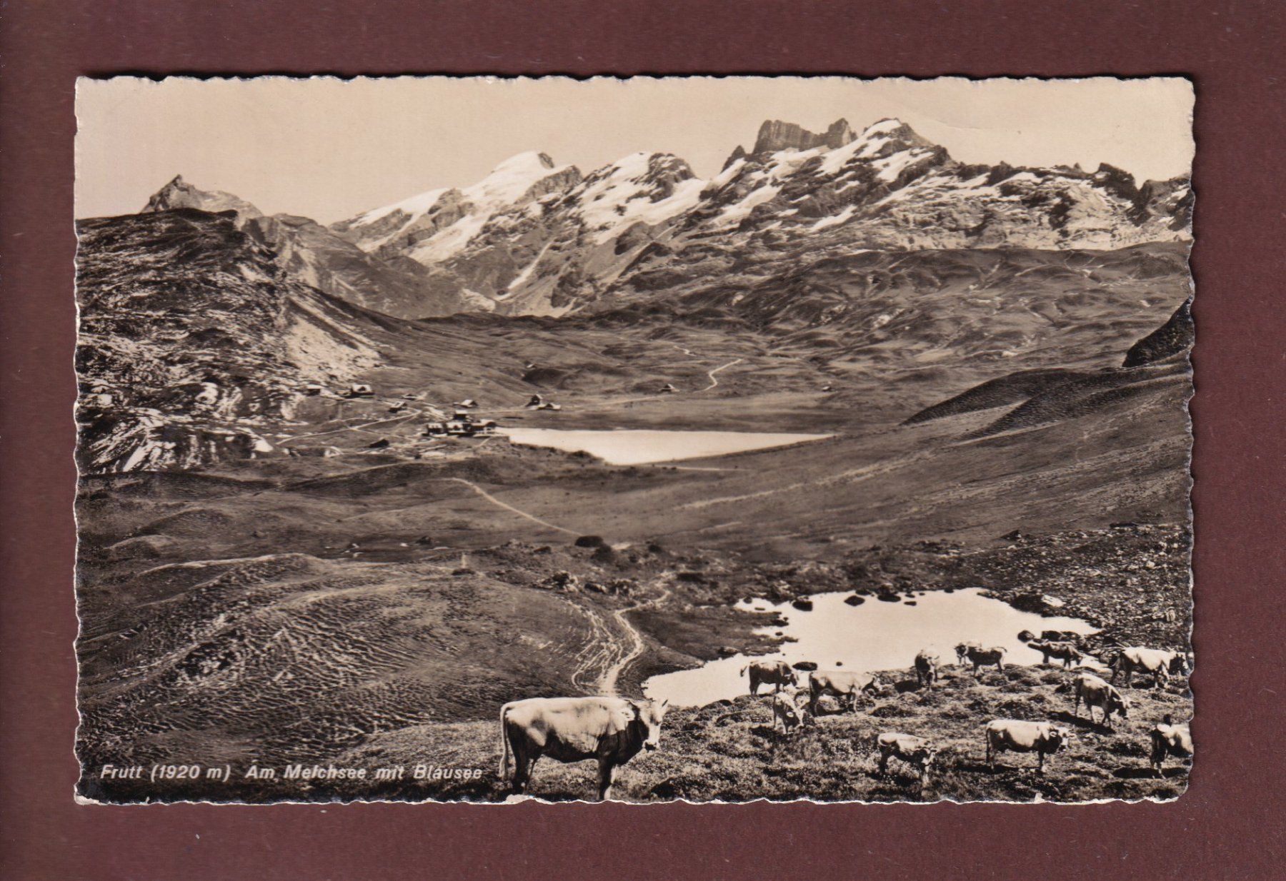 Cartoline postali: FRUTT - Am Melchsee - Kühe - 1943 – Usato da Pully venduto da nicecards