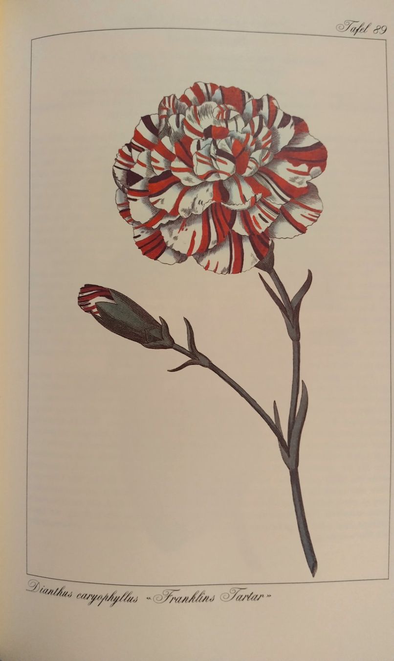 Libri: Curtis' Wunderwelt der Blumen - Buch mit 120 Tafeln – Usato da Bellach venduto da JingleJerry 7