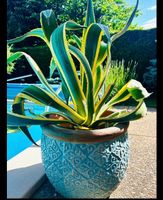 Agave in Türkis Topf