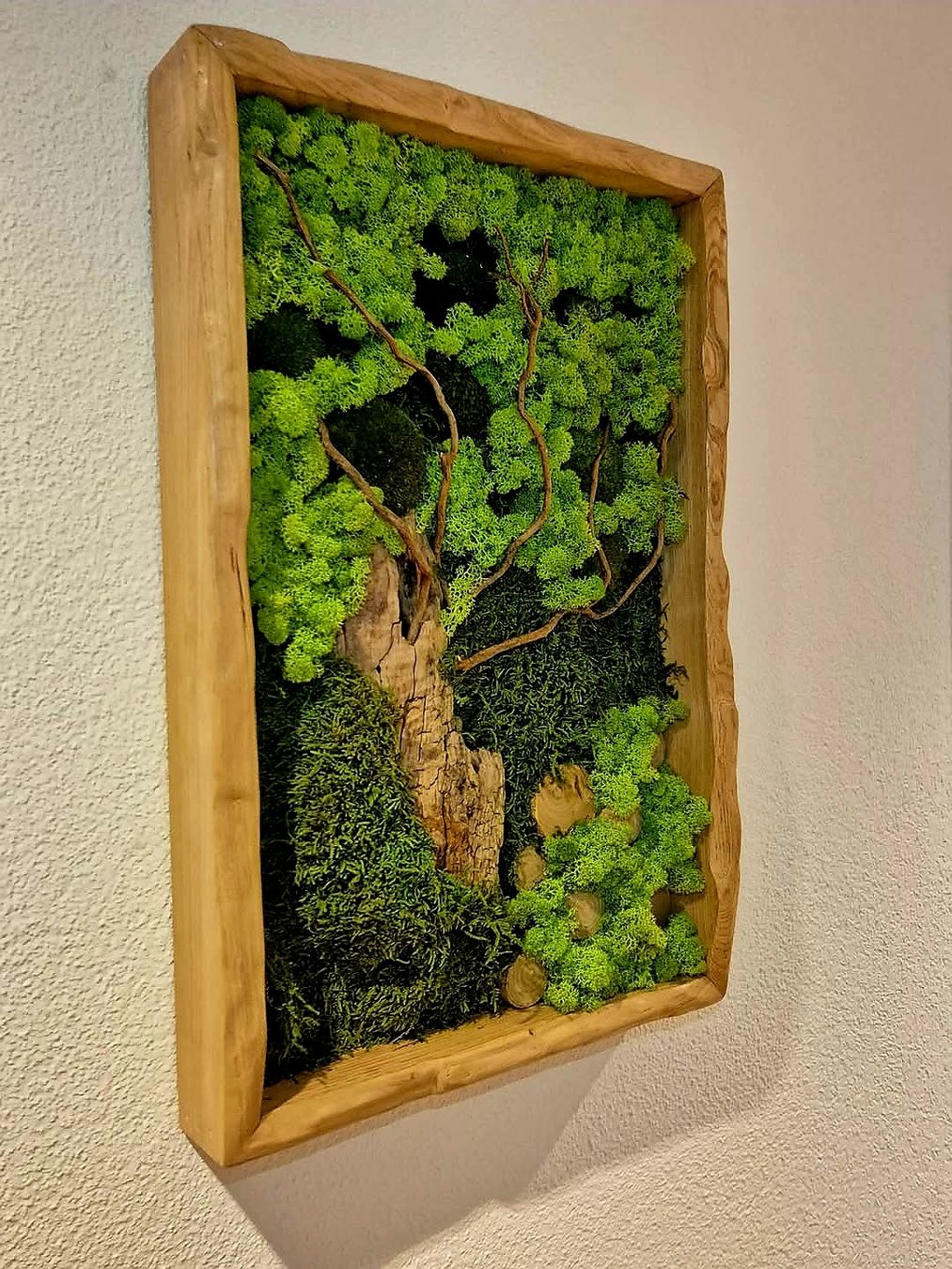Foto & Immagini: Moosbild,Lebensbaum – Nuovo e nell'imballaggio originale da Walde AG venduto da traxx02 2