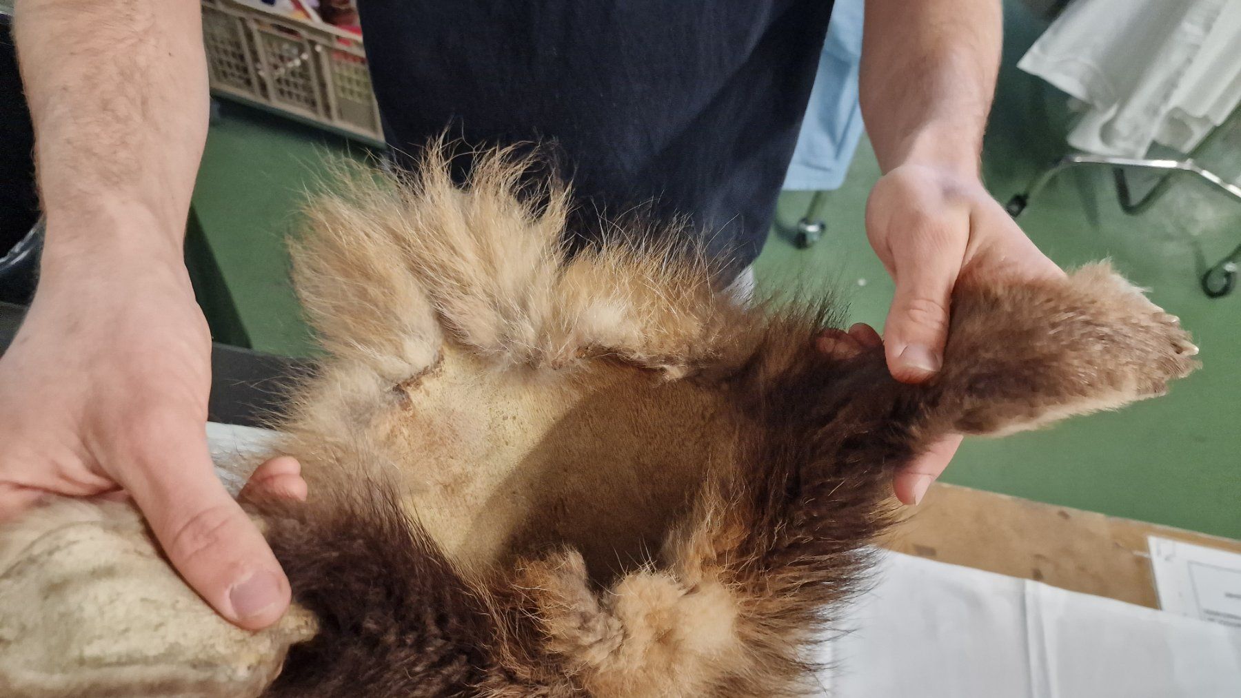 Welt der Tiere: Tierfell Fuchs – Gebraucht aus Pratteln von  3
