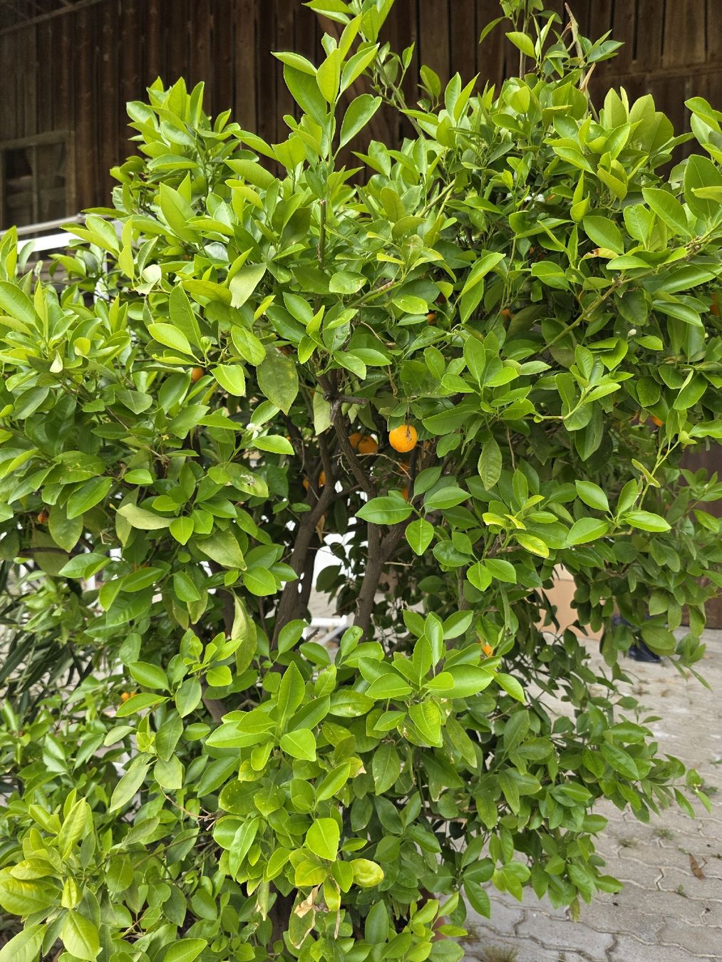Pflanzen & Samen: Calamondin Pflanze / Baum – Neu (gemäss Beschreibung) aus Uster von Cruleye 4