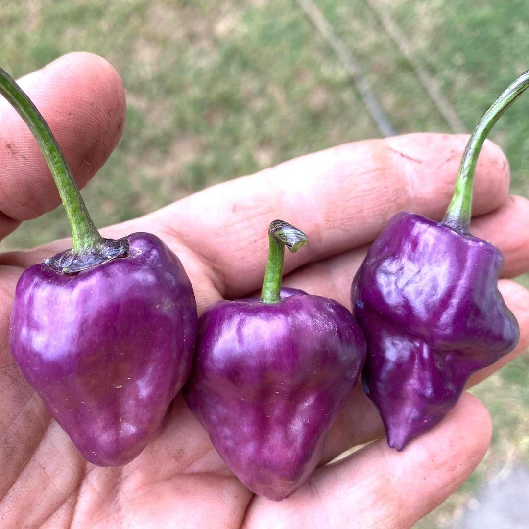 Pflanzen & Samen: Purple Ufo Hot Pepper - Capsicum Annuum - 10 Samen – Neu und originalverpackt aus Sumiswald von Cham14559 2