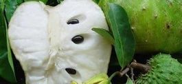 Annona muricata - GRAVIOLA  10g