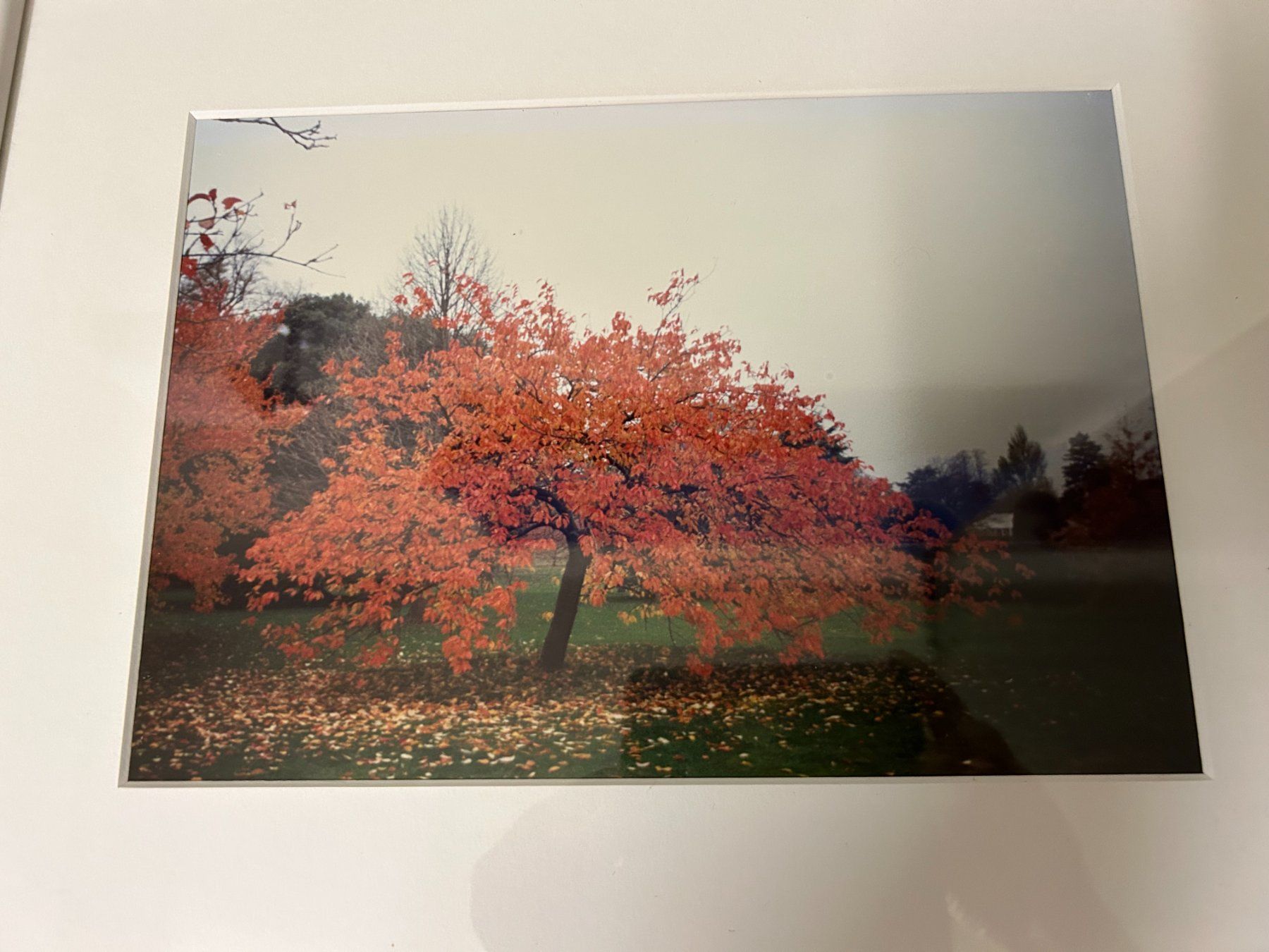 Foto & Immagini: buntes Herbstfoto - Unikat – Usato da Hagendorn venduto da Teora66 1