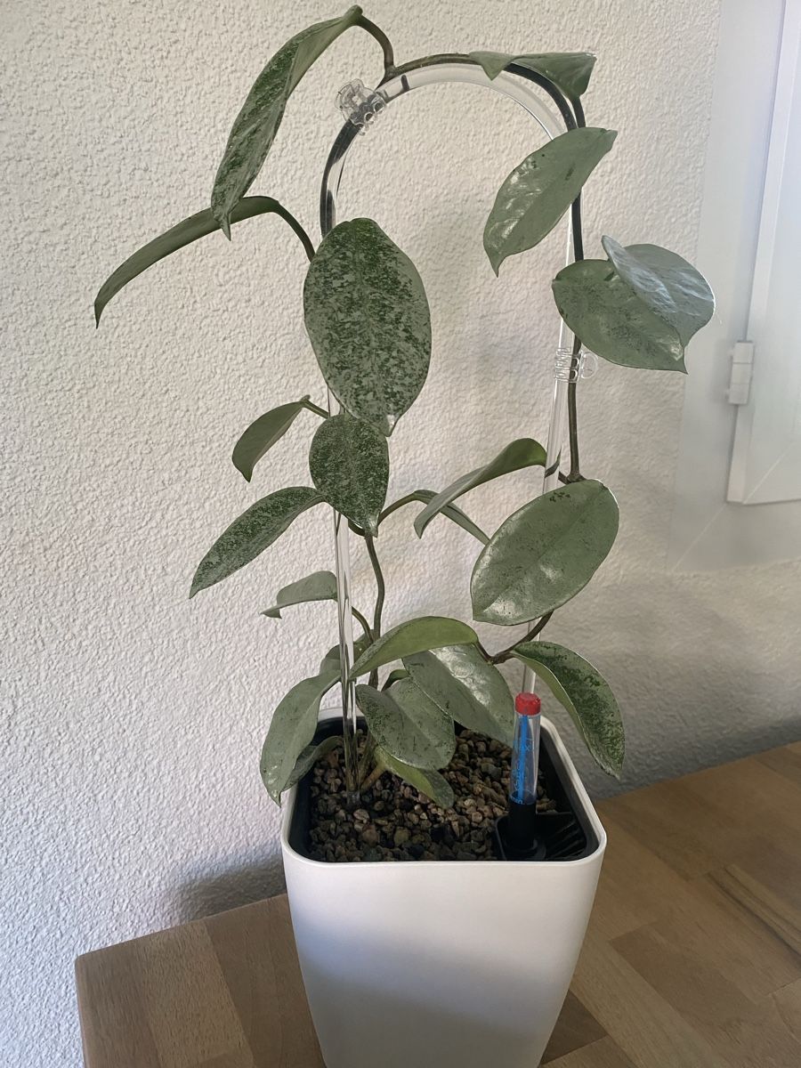 Plantes & graines: Ableger Hoya Nova Ghost – Neuf (Voir description) à Alchenflüh par smart- 3