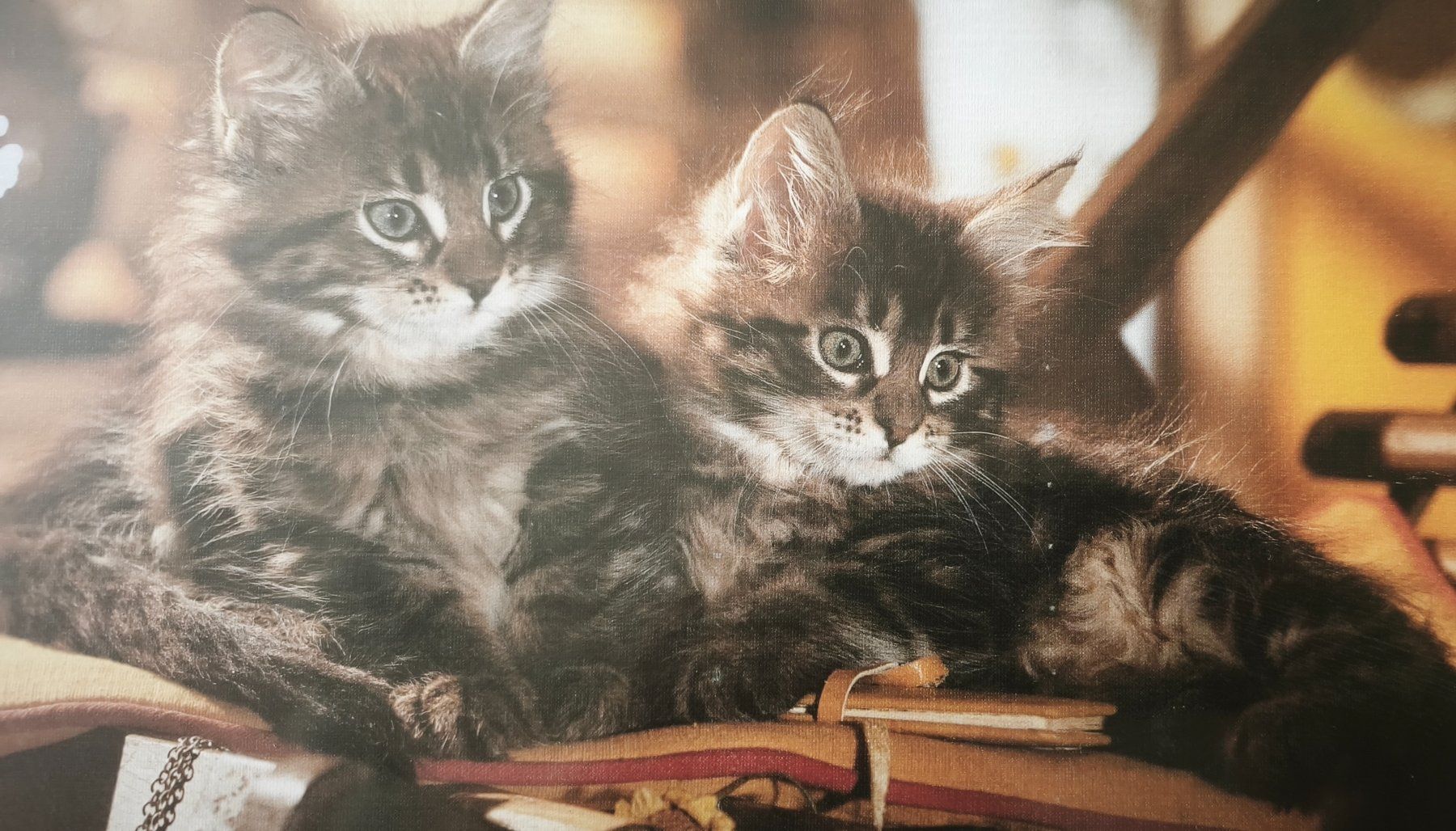 Heye Puzzles: PUZZLE WHISKAS EDITION – Neu und originalverpackt aus Mervelier von ZORHA 1