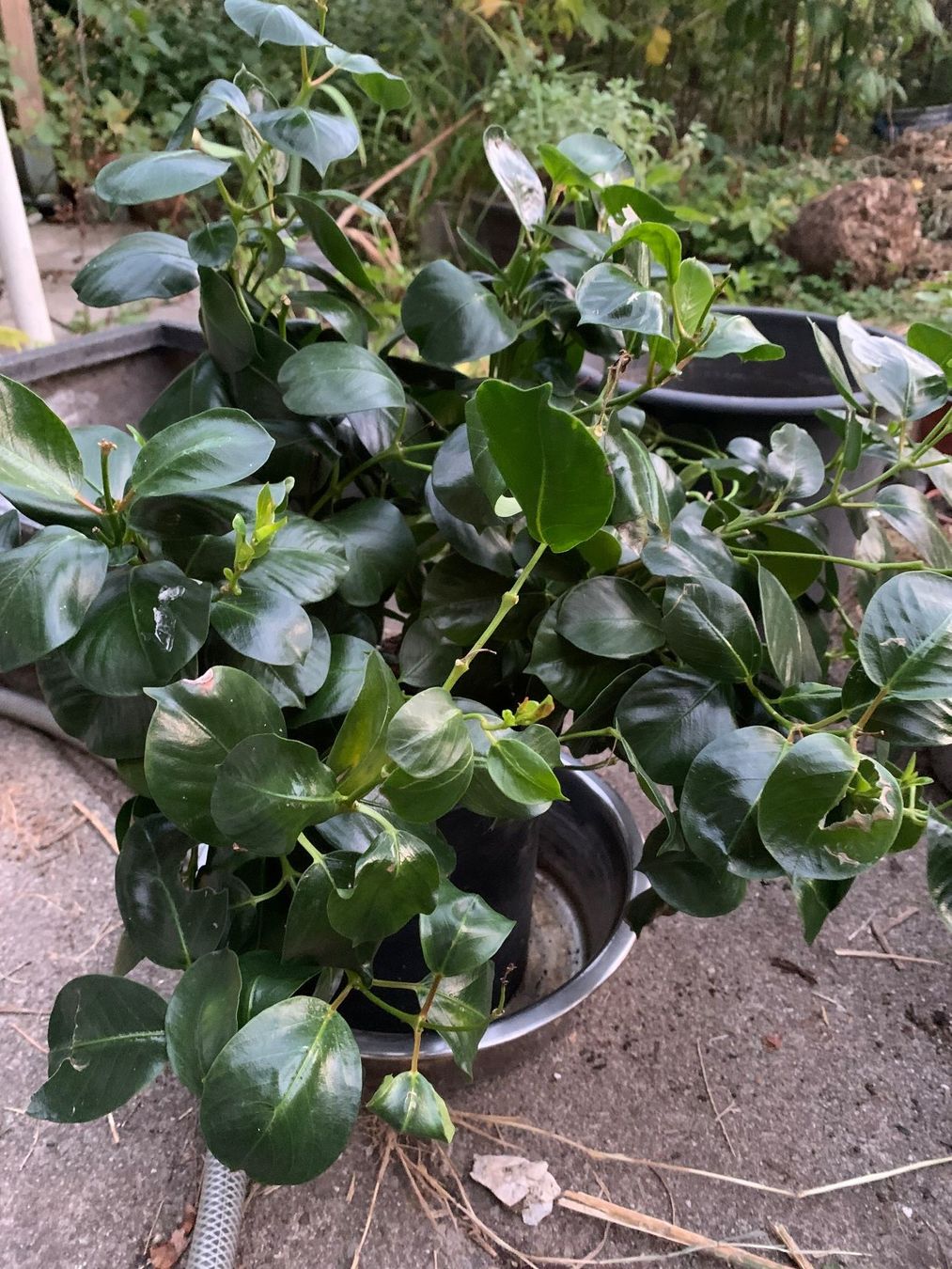 Pflanzen & Samen: Mandevilla - Dipladenia / grosse Pflanze – Neu (gemäss Beschreibung) aus Hinteregg von ERFOLG78 2