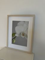 Bild mit Rahmen Orchidee gross