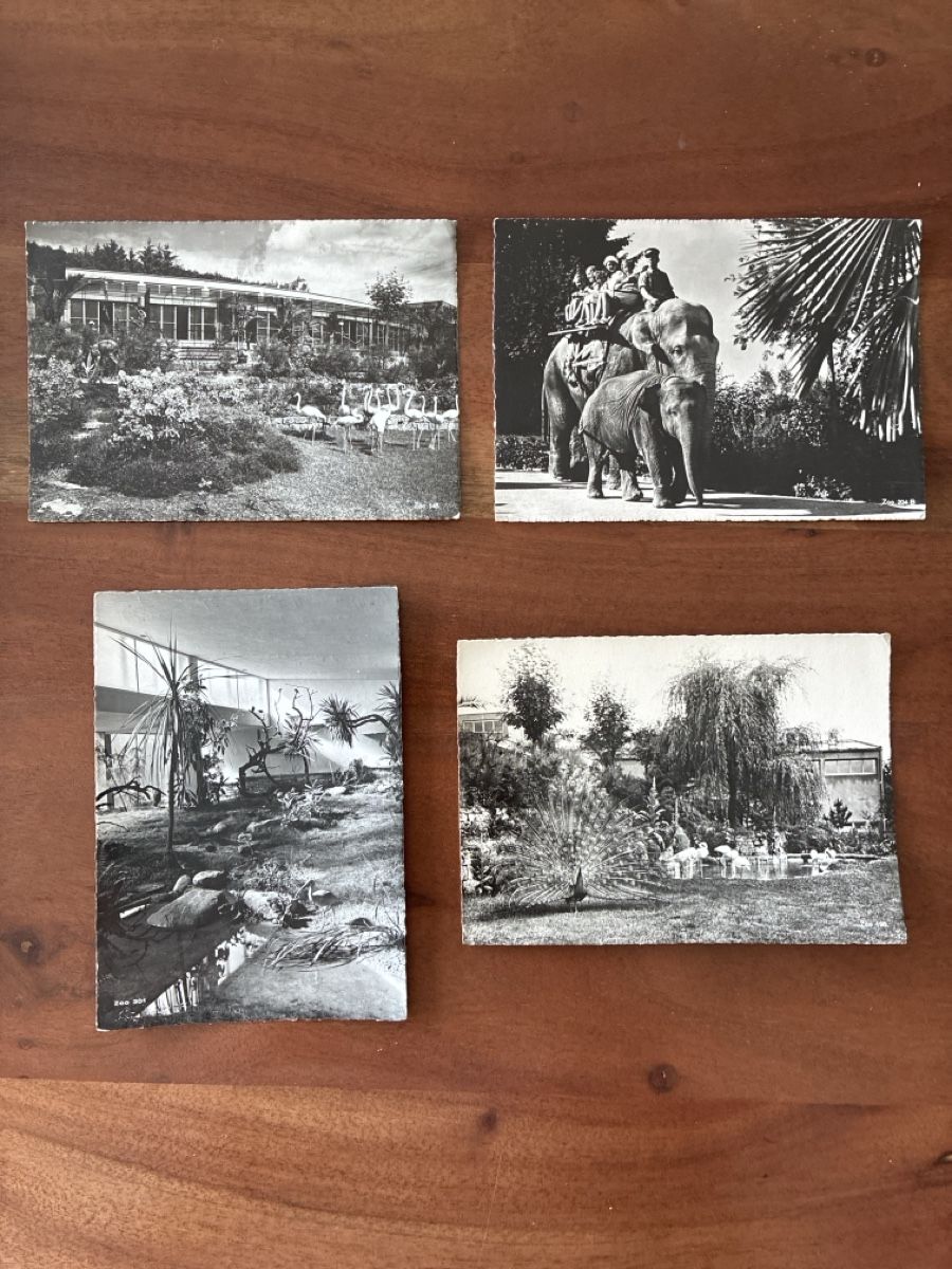 Cartoline postali: 11 Ansichtskarten Schweiz vom Zoo Zürich  – Usato da Oftringen venduto da Cla.vD.74 2