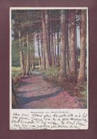 Sous-Bois au MONT PELERIN - 1908
