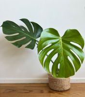 Monstera Deliciosa🤩