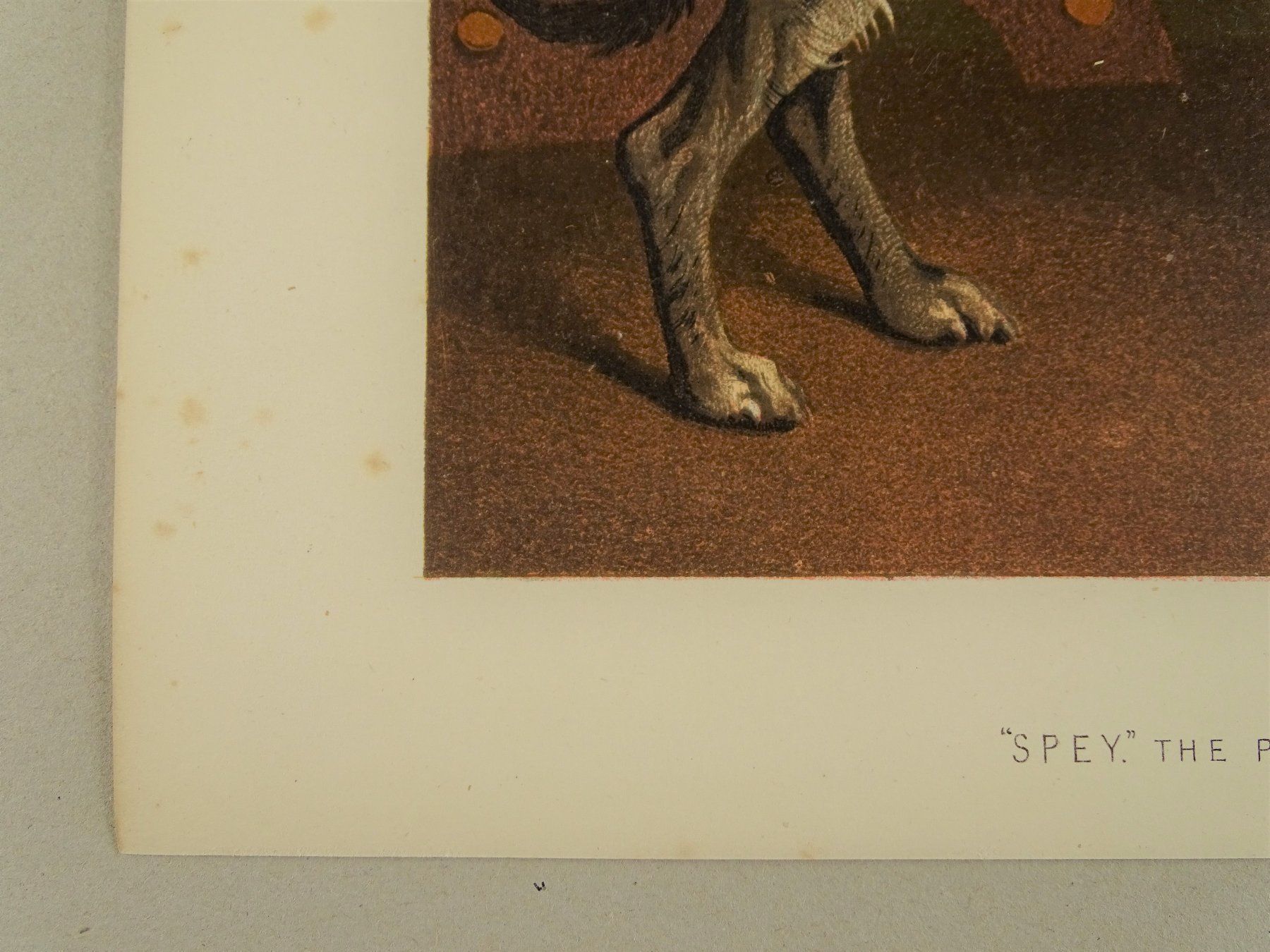 Incisioni: DEERHOUND, HIRSCHHUND, FARBLITHOGRAPHIE 1881 – Usato da Grüningen venduto da Kartensammler 5