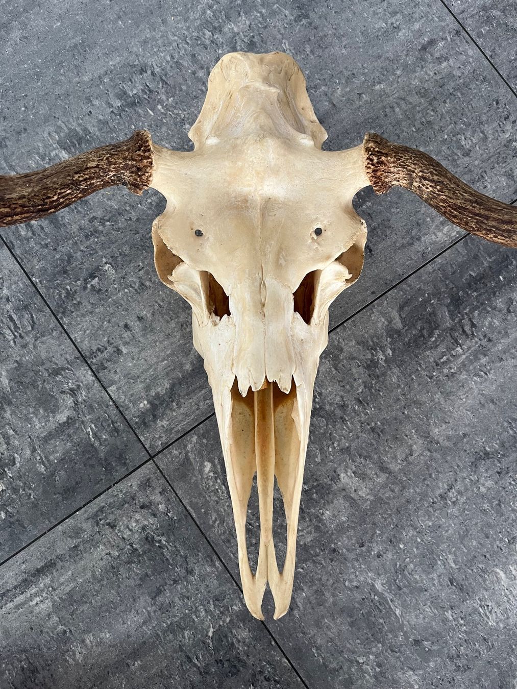 Monde des animaux: Elchschädel, Trophäe, Präparat, Jagd – D'occasion à Zug par sve_5gch 3
