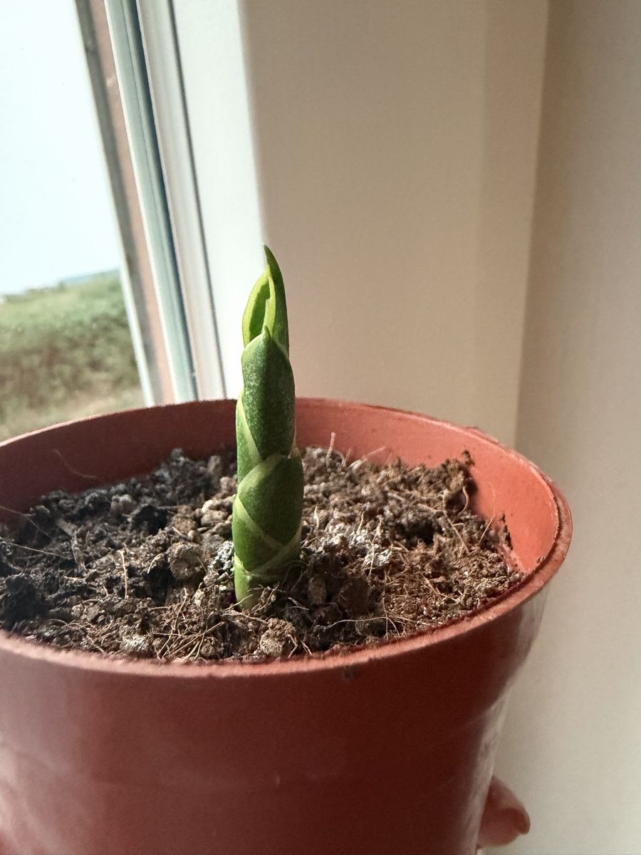Piante & sementi: Sansevieria Ableger – Bogenhanf – Nuovo e nell'imballaggio originale da Wikon venduto da alessiadacosta7