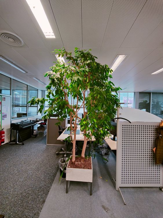 Ficus Benjamin Pflanze Kaufen auf Ricardo