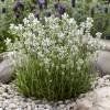 Piante & sementi: Lavande Blanche Edelweiss  2x – Nuovo (secondo la descrizione) da Bremblens venduto da FIBONACCI369
